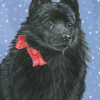 Pipsqueak Productions Schipperke Christmas Boxed Cards - Pack of 10