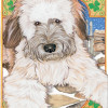 Pipsqueak Productions Holiday Boxed Cards- Wheaten Terrier