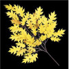 Autograph Foliages PR-4695-WC 29 in. FR Pin Oak Branch, Gold