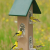 Songbird Essentials Tube Feeder with seed Tray