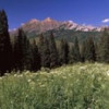 Panoramic Images Forest Kebler Pass Crested Butte Gunnison County Colorado USA Poster Print by Panoramic Images - 36 x 12