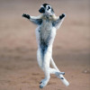 Panoramic Images Verreauxs sifaka - Propithecus verreauxi dancing in a field Berenty Madagascar Poster Print by Panoramic Images - 16 x 24