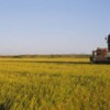 Panoramic Images Combine in a rice field Glenn County California USA Poster Print by Panoramic Images - 36 x 12