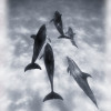 Atlantic Spotted Dolphins Poster Print by Carson Ganci - 12 x 16