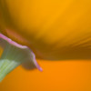 Close Up of Poppy Poster Print - 20 x 13