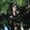 Posterazzi Reflection of Lynx In Stream - Idaho USA Poster Print 12 x 19