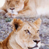 Posterazzi Lionesses Lying In Shade In Maasai Mara Game Reserve Poster Print 26 x 36 - Large