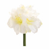 Amaryllis Elegance Set of 6