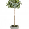 Potted Herb (Set of 2)