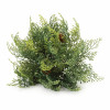 Cedar Pinecone Half Ord (Set of 2)